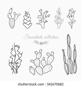 set of cactuses and succulents, vector illustrations