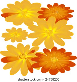 Set of calendula flowers in yellow and orange