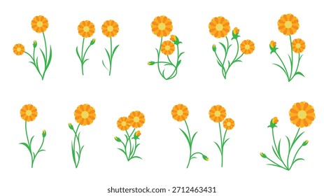 Conjunto de Ilustración vectorial de planta de caléndula