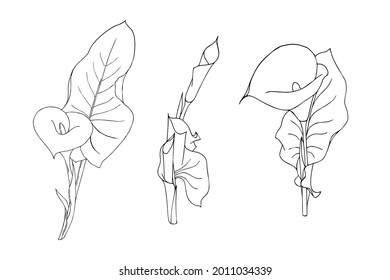 Set of calla flower with leaves doodling style contour black hand drawing on white background isolated