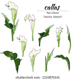 Conjunto de flores de calila cortadas sobre un fondo blanco, ilustración vectorial floral para postales, banners de diseño