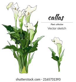 Reihe von Calla-Blumen auf weißem Hintergrund, Vektorgrafik für Postkarten, Design-Banner