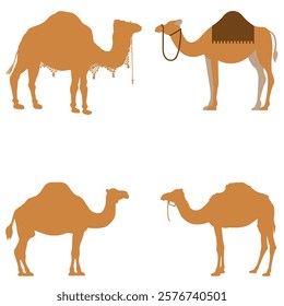 set of camel animal illustrations in the desert (10)