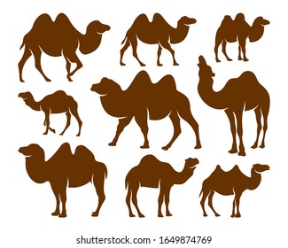 Set of Camel logo vector, Animal graphic, Camel design Template illustration