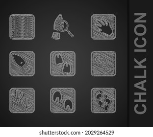Set Camel paw footprint, Horse, Human, footprints shoes, Dove, Alligator crocodile and Tire track icon. Vector