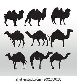 Set of Camel Silhouettes - Vector Illustration , icons  line  isolated or logo isolated sign symbol vector,right icons in filled,outline and stroke style Collection of high quality black style