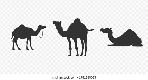 Set of camel simple vector icons with transparent background (PNG). Vector illustration.