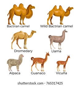 Set of camelidae - camels, llama, alpaca, vicugna, guanaco. Vector illustration isolated on the white background