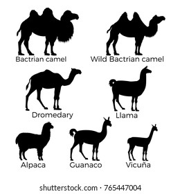 Set of camelidae - camels, llama, alpaca, vicugna, guanaco. Vector silhouettes isolated on the white background.