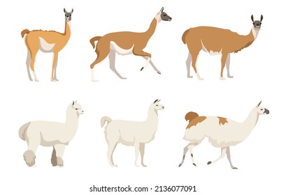 Set of camelids South America in cartoon style. Vector illustration of herbivorous animals isolated on white background. Types of camelids in the picture llama, alpaca, vicuna, guanaco.