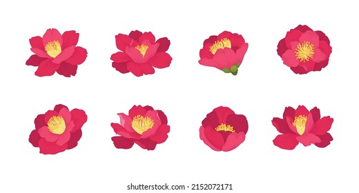 Set of camellia japonica blooming flowers illustration.