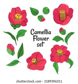 Set of camellia japonica blooming flowers and leaves illustration isolated on white background. Summer botany vector