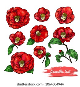 Set of camellia. Vector illustration