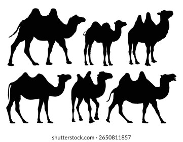O conjunto de silhuetas de camelos.

