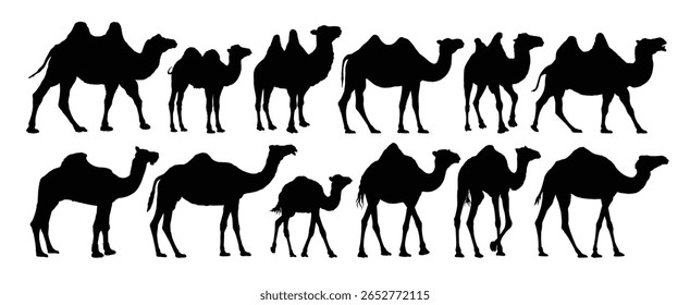 O conjunto de silhuetas de camelos.