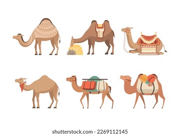 Set of camels. Wild and domesticated desert animals with saddles cartoon vector illustration