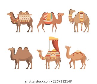 Set of camels. Wild and domesticated desert caravan animals with saddles cartoon vector illustration