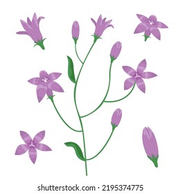 Set of campanula design elements. Wildflowers in cartoon style.