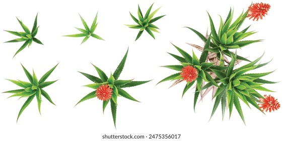 set of Candelabra aloe plants  on transparent background, 3D rendering from the top view