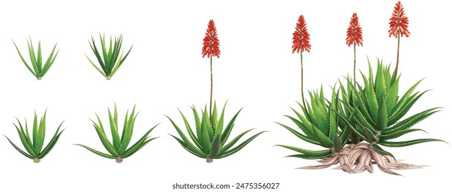set of Candelabra aloe plants  on transparent background, 3D rendering 