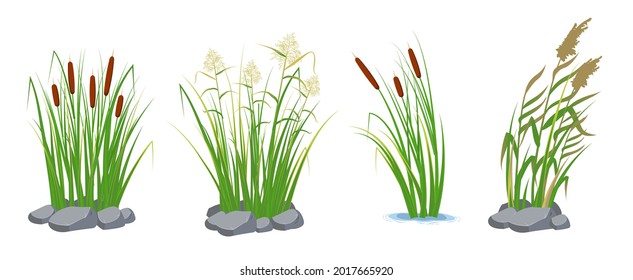 Set of cane and reeds in the green grass. Swamp and river plants. Vector flat illustration