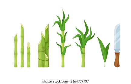 Set of Cane Sugar Production and Equipment, Raw Sugarcane Stems, Green Leaves and Knife. Natural Plants, Agriculture Plantation Isolated on White Background. Cartoon Vector Illustration