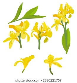 Set of Canna lily flower isolated on white bacground. vector illustration.