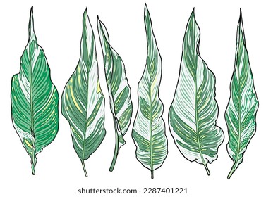 Set of Canna Lily Stuttgart leaf, green and white variegated foliage. Cultivar spikes of flowers apricot leaves. Canna Indica plant collection. Domesticated for gardens decorations. Vector.
