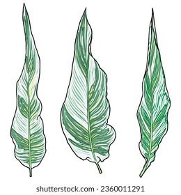 Set of Canna Lily Stuttgart leaf, green and white variegated foliage. Cultivar spikes of flowers apricot leaves. Canna Indica plant collection. Domesticated for gardens decorations. Vector.
