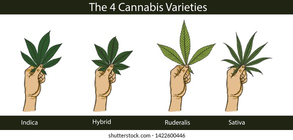 Set of cannabis by hand drawing.Hand with cannabis on white background.Leaf vector graphics design art highly detailed in line art style.