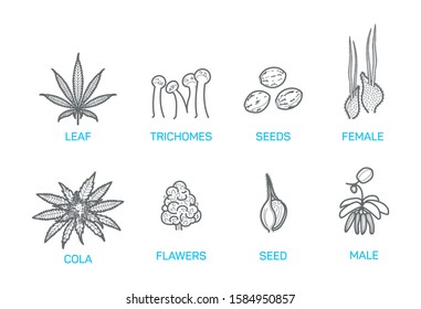 A set of cannabis a collection of icons for marihuana, coffeeshop, seeds bank, hemp industry, monochrome symbols.