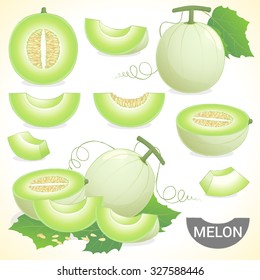 Set of cantaloupe honeydew honey melon fruit in various styles vector format