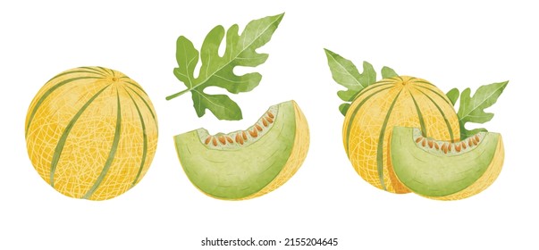 Set of Cantaloupe melon Design elements. watercolour style vector illustration.