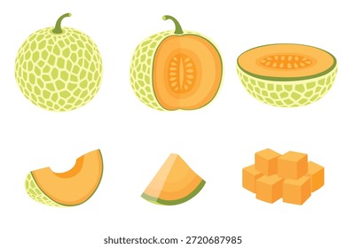 set de melón Cantaloupe, Ilustración vectorial de frutas 10	
