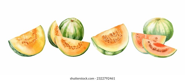 Set of cantaloupe melon fruit watercolor isolated on white background. Vector illustration