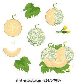 Set of cantaloupe or melon with half isolated on white background with clipping path full depth of field and leaf.