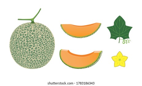 Set of Cantaloupe melon isolated on white background.