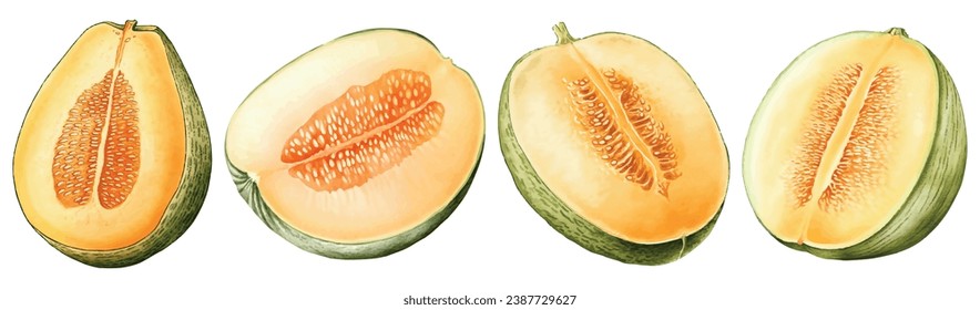 Set of Cantaloupe Watercolor Vector