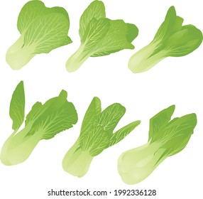 set cantonese vegetables on white background