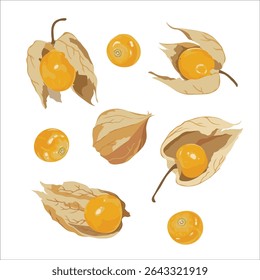 Set of cape goldenberries. Yellow goldenberry fruits element. Flat vector goldenberry isolated on white background. Realistic detailed hand-drawn vector illustration isolated on white background