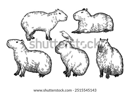 set of capybara illustration sketch line art