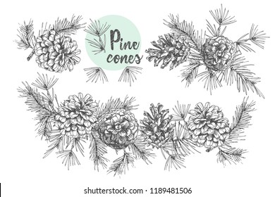 Set card template with pattern realistic botanical ink sketch of fir tree branches with pine cone on white background Good idea for invitations, greeting postcards, label, sticker Vector illustrations
