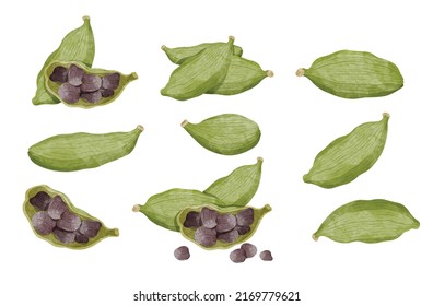 Set of Cardamom with leaves Design elements. watercolour style vector illustration.