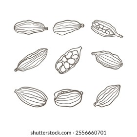 Set of cardamom in sketch style. Hand drawn spices illustration for culinary, botanical or holiday designs, highlighting spice, flavor and natural beauty, desserts, pastries