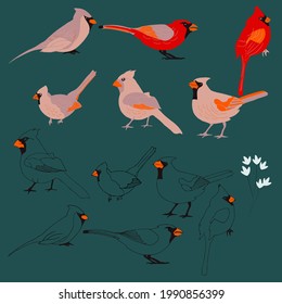 set of  cardinal birds, males and females, vector design elements, clip art. 