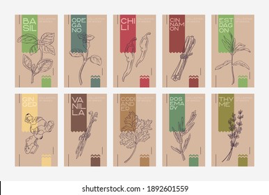 Set of cards "Collection of spices and seasonings". Craft packaging template with drawings of herbs and spices. Stylish craft.