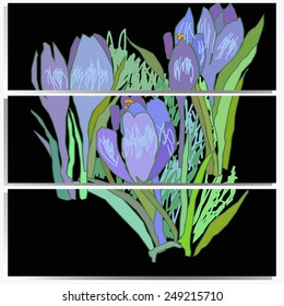 Set of cards with spring crocuses on a black  background and copy space. Hand drawn.