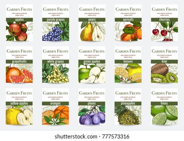 Set of cards/posters. Garden fruits, colored hand drawn vector illustrations.
