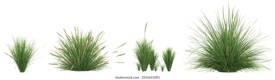 set of Carex plants on transparent background