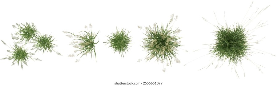 set of Carex,Calamagrostis plants on transparent background from the top view